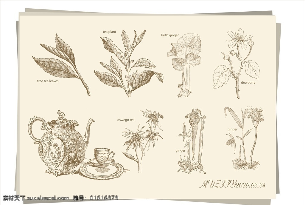 款 入 茶叶 茶壶 手绘 稿 茶具 器皿 手绘稿 素描画 生活百科 餐饮美食