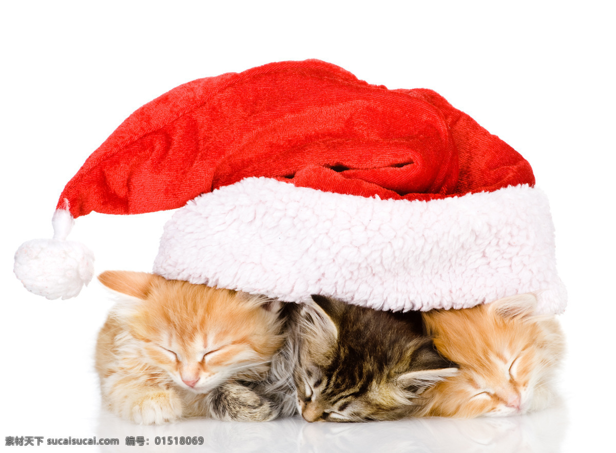 圣诞 帽子 里 小猫 圣诞帽 动物 宠物 圣诞节 圣诞素材 节日素材 陆地动物 生物世界 猫咪图片