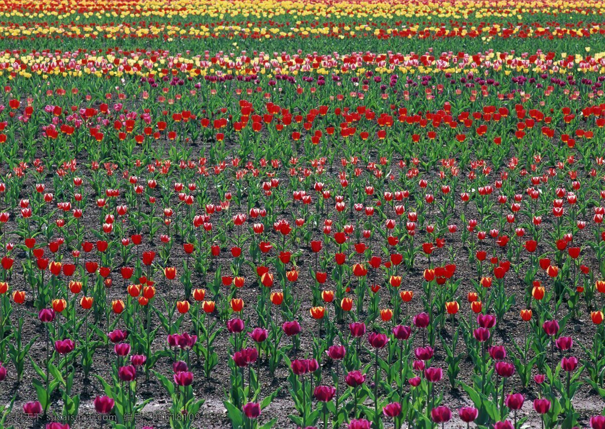 郁金香 花园 花卉 自然风景 生物世界 鲜花 花卉风景 春天景象 绿色 花草 花草树木