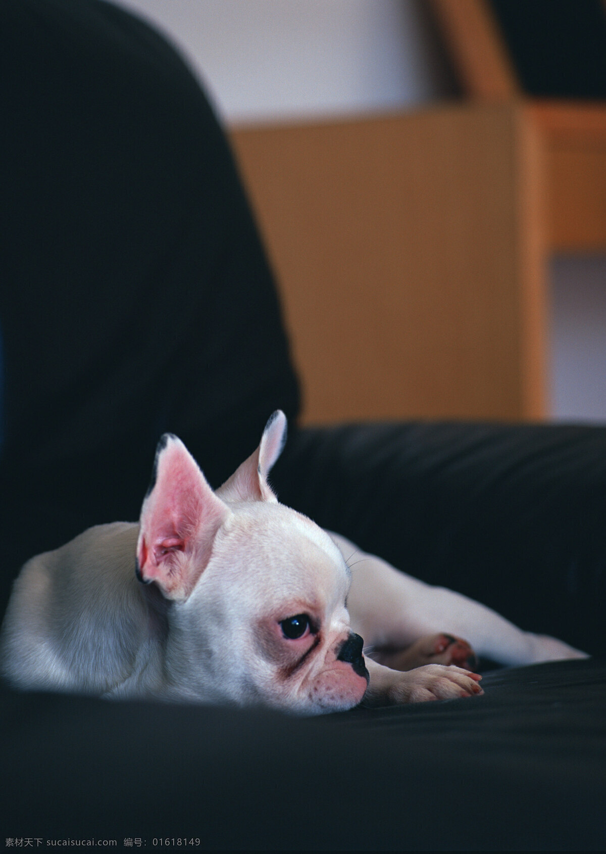 沙发 上 宠物狗 宠物 可爱 小狗 名犬 名贵犬种 犬科动物 陆地动物 生物世界 黑色