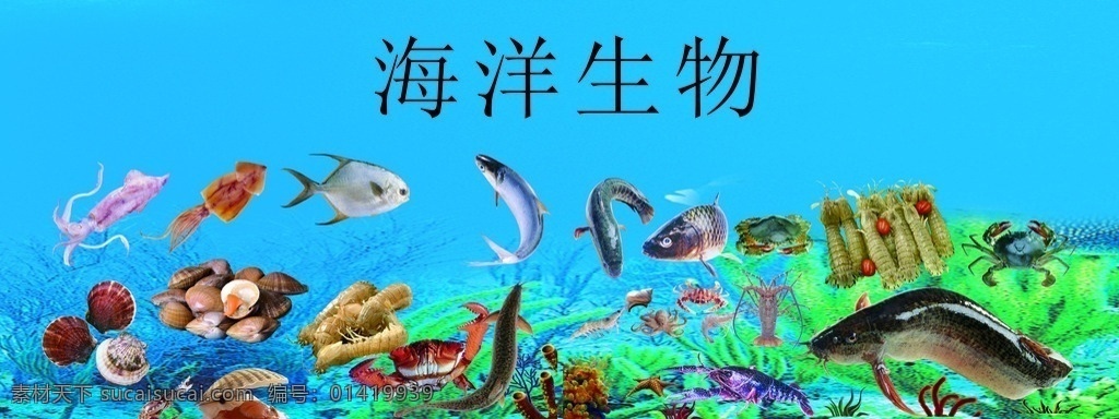 海草 海星 鲤鱼 螃蟹 活鱼海鲜水产 活鱼 海鲜 水产 海底 鱼 虾 展板模板