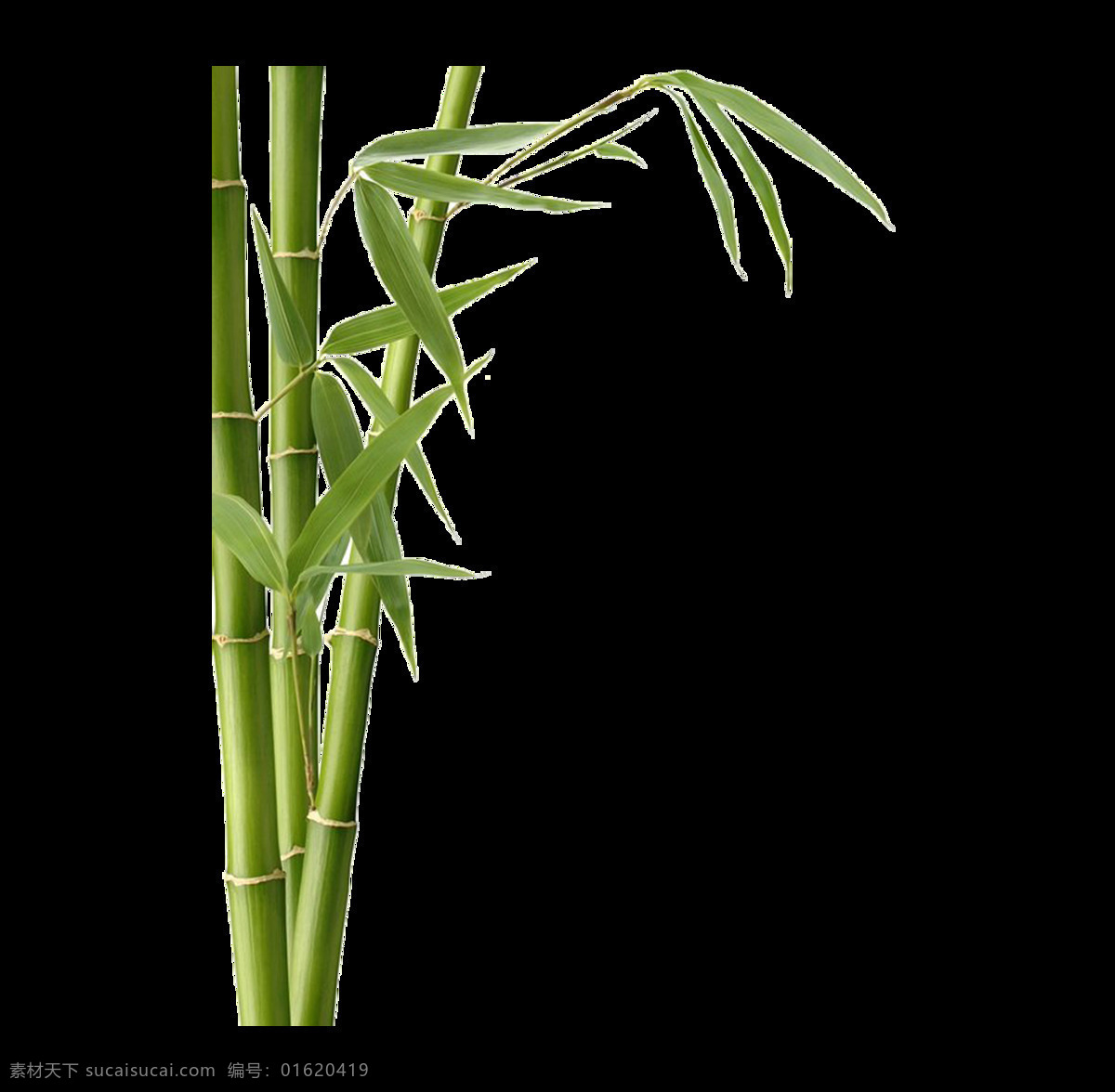 小 清新 绿色 竹子 元素 实物 节节高 小清新 绿色树叶 免抠