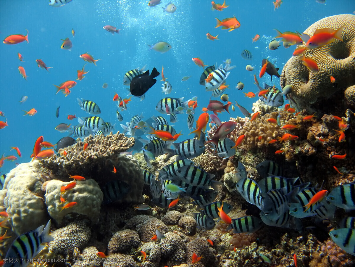 海洋生物 海底世界 海洋 礁石 生物世界 鱼 鱼类 珊蝴礁石 珊蝴 海底景色