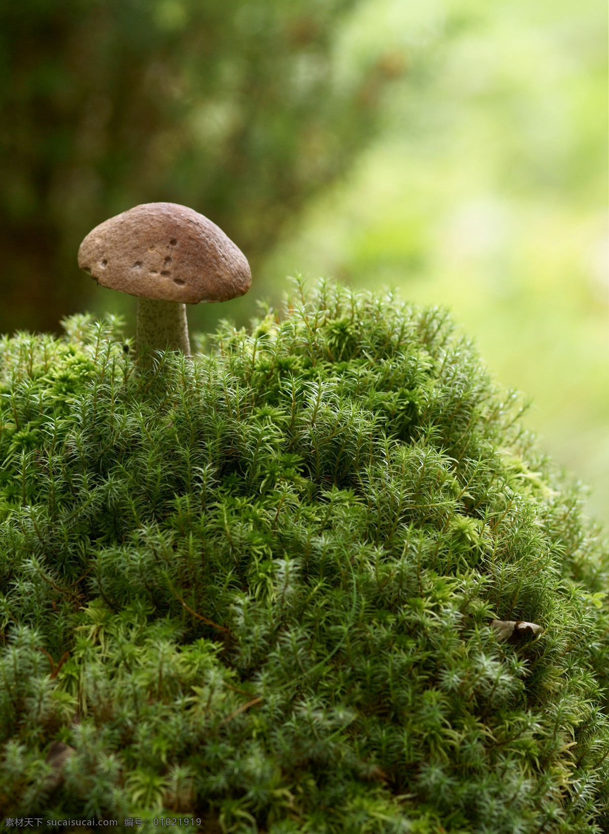 蘑菇 野生菌 菌类 森林 野外 树林 花草 生物世界
