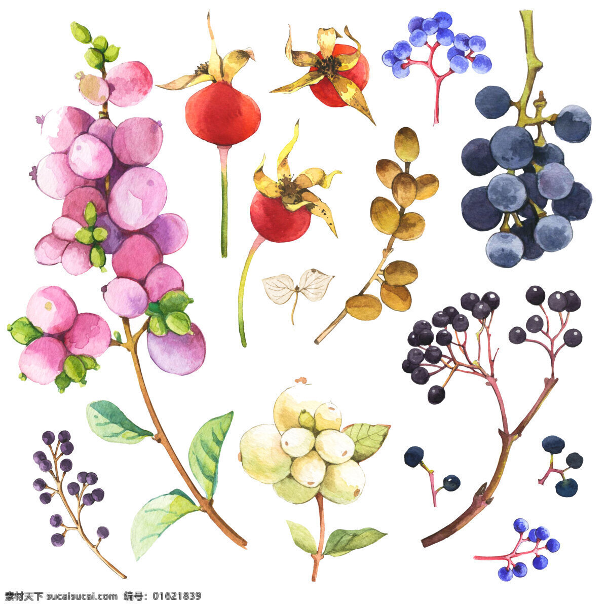 时尚 水彩 绘 各种 野果 果实 水彩绘 手绘 植物 唯美 文化艺术 绘画书法
