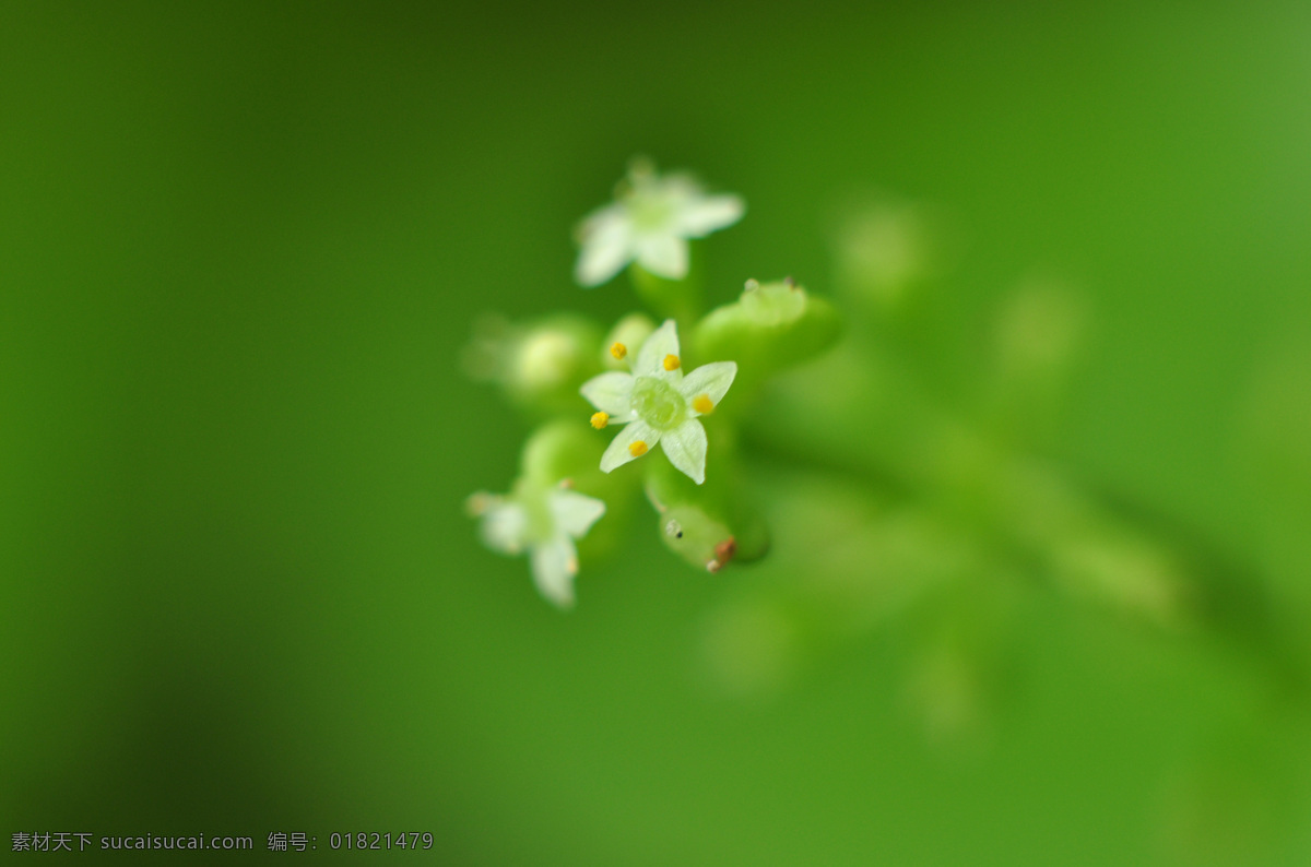 绿色背景 春天 淡雅 护眼 花 花瓣 花草 花朵 花儿 花卉 花卉摄影 绿色 清新 清凉 叶子 绿叶 自然 植物 植物花草 自然背景 植物背景 背景图片