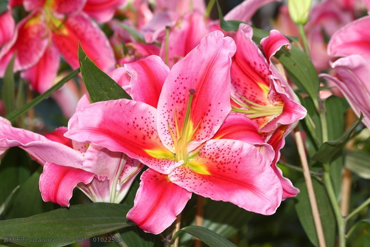 百合花 鲜花摄影 美丽花朵 漂亮鲜花 花卉植物 花草树木 生物世界