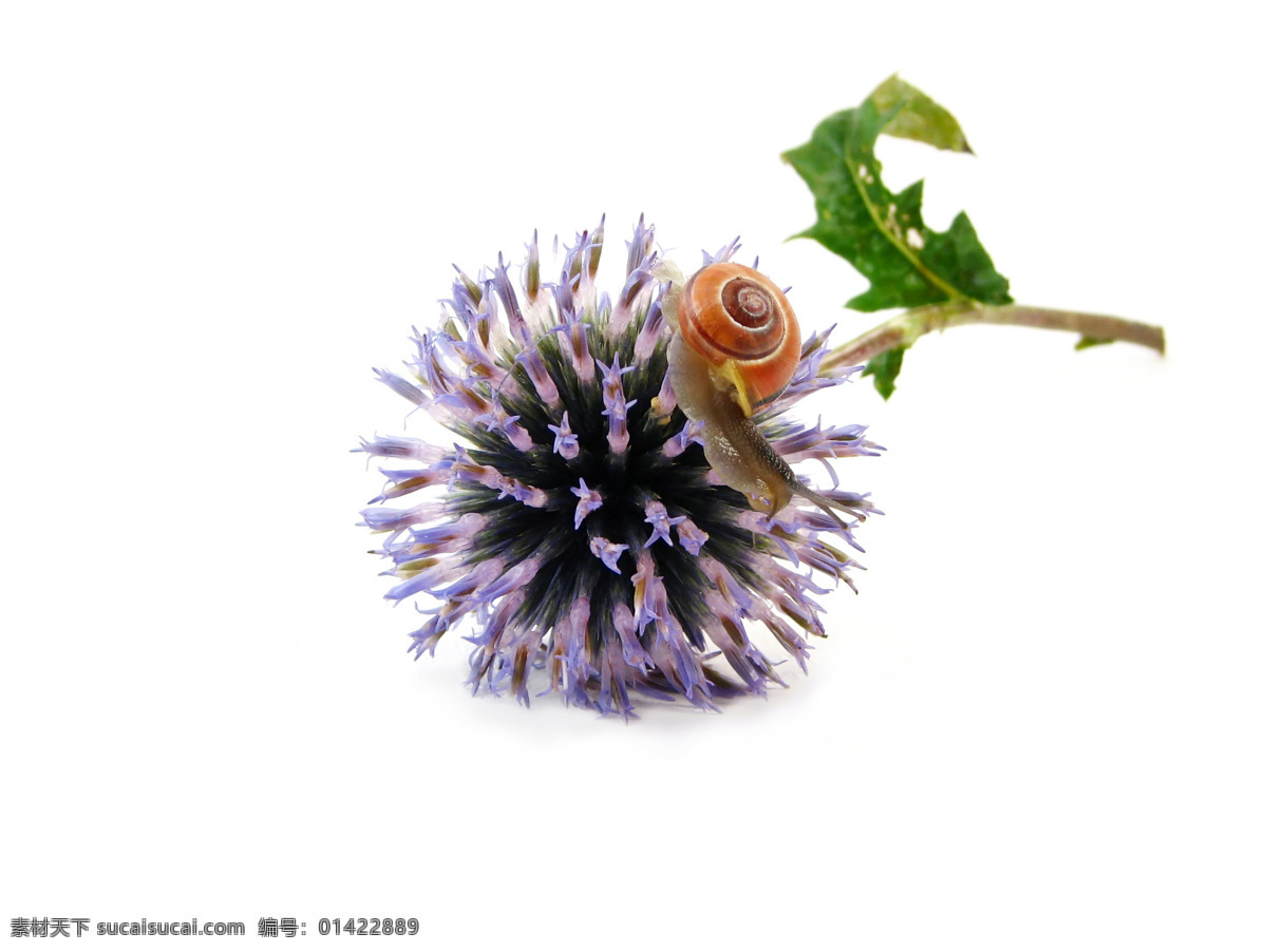 薰衣草 小花 花草 花草素材 花朵 昆虫 绿叶 生物世界 蜗牛 薰衣草小花 鲜花 软体动物