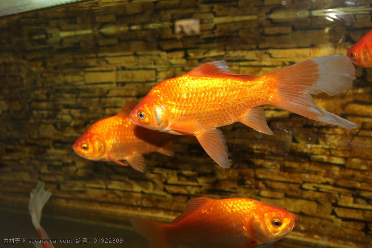 观赏鱼 金鱼 鱼缸 鱼眼 鱼翅 游动 鱼类 生物世界