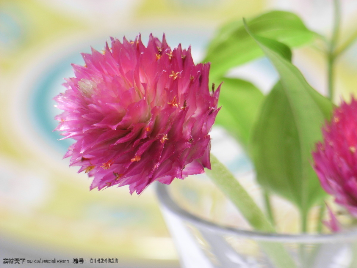 千日红 杯子 花草 花卉摄影 摄影艺术 生物世界 光影摄影 矢量图 日常生活