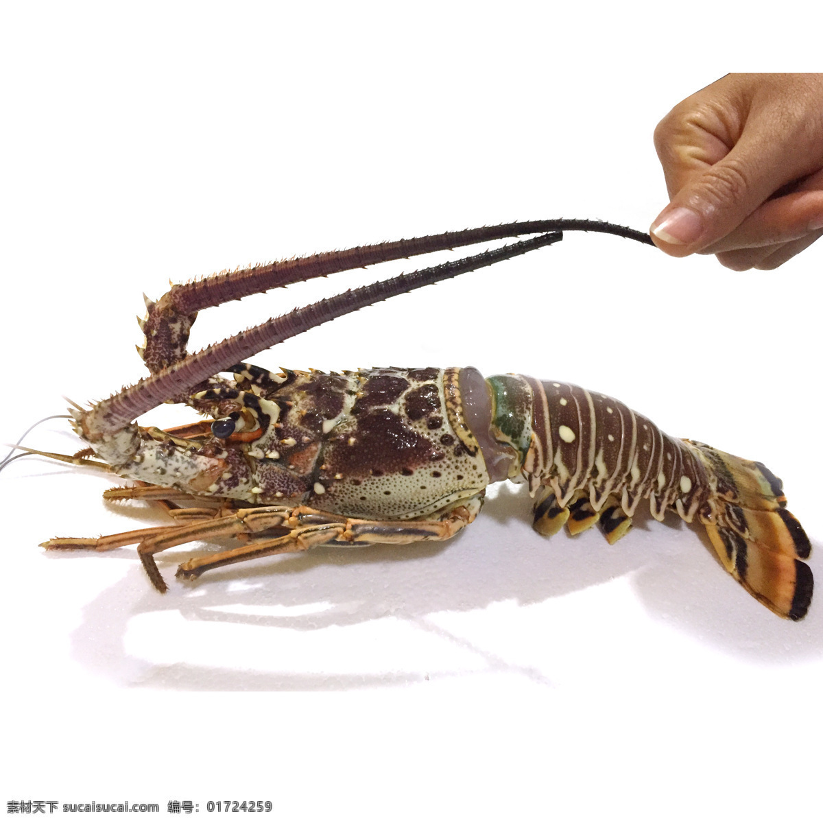 龙虾图片 龙虾 海鲜 深海龙虾 澳洲龙虾 加拿大龙虾 波士顿龙虾 节肢动物门 餐饮美食 传统美食