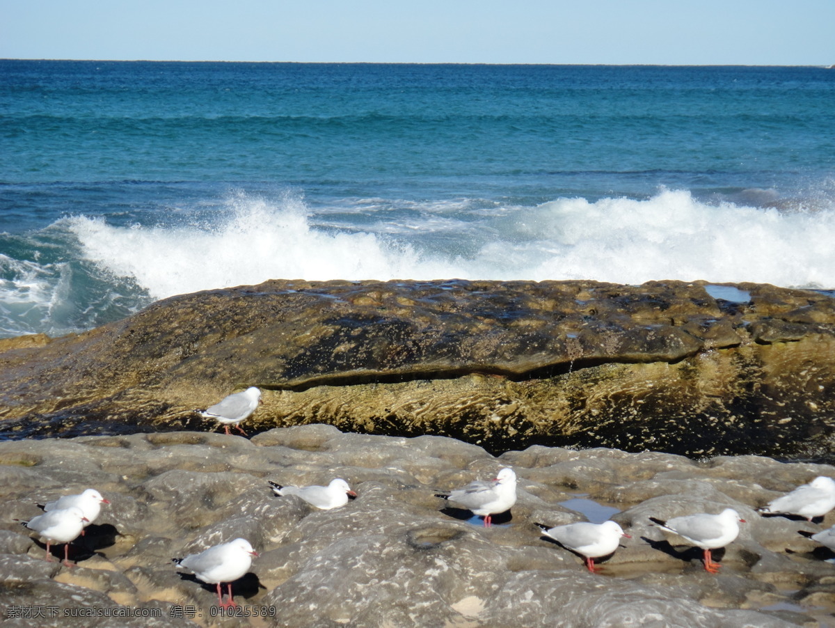 大海 岛屿 海边 海边风景 海浪 海鸥 海水 礁石 浪花 浪花海鸥 玛儒巴海滩 悉尼 沙滩 蓝天 自然 自然风景 旅游摄影 玛 儒 巴 海滩 自然景观 psd源文件