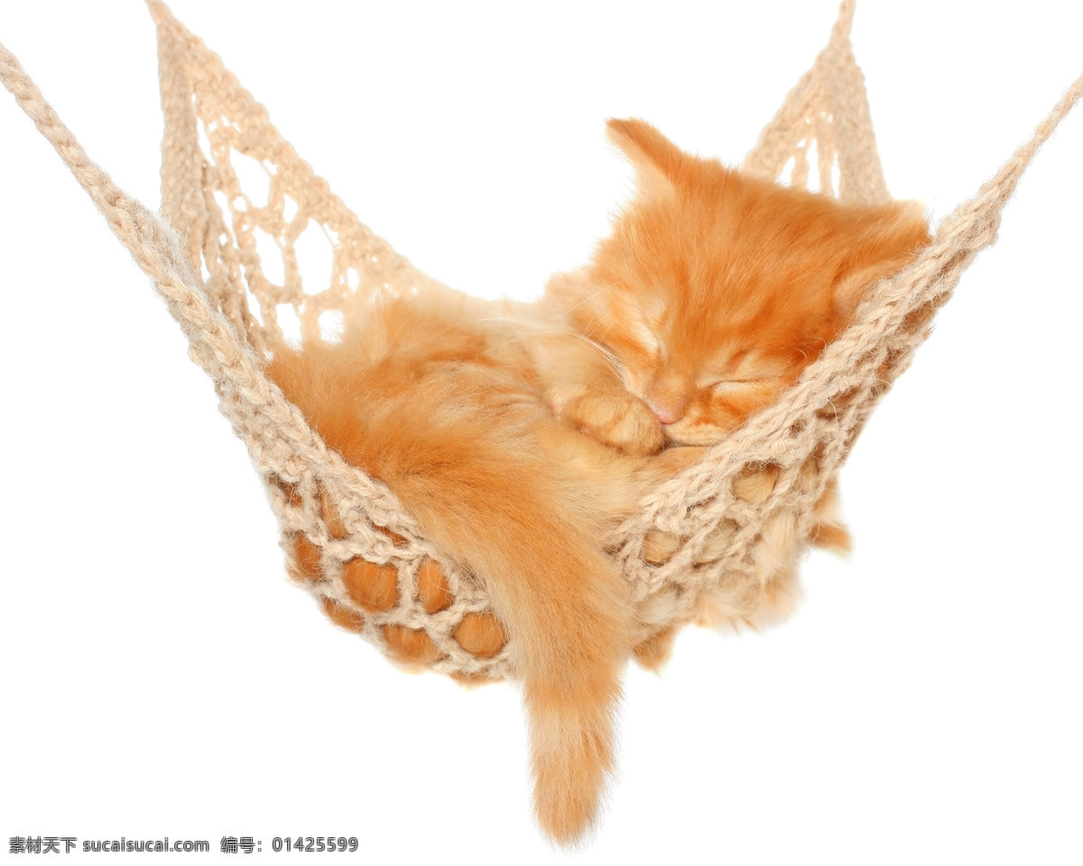 小懒猫 猫 小猫 猫猫 喵喵 猫咪 萌猫 花猫 床 睡觉 睡姿 睡眠 可爱 宠物 萌宠 物 动物 家禽家畜 生物世界