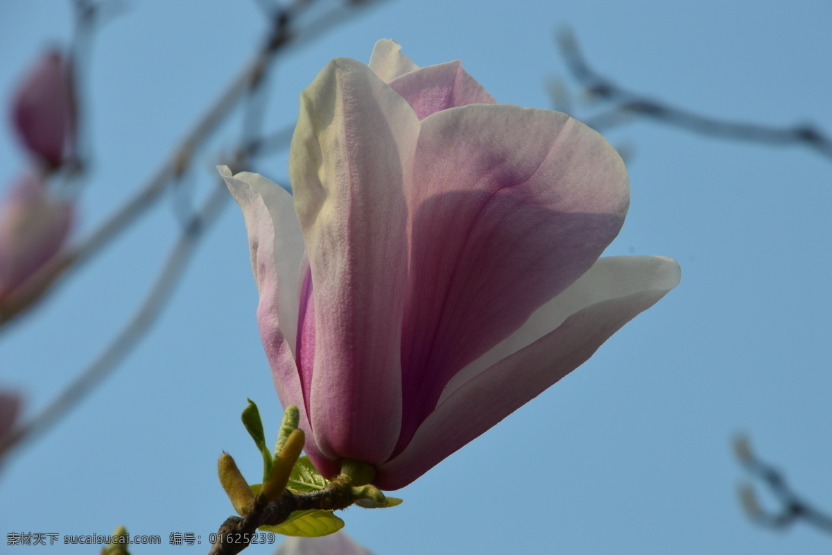 玉兰花 紫玉兰 花蕾 玉兰 花卉 花儿 花骨朵 望春花 迎春树 辛兰 花草 园林景观 绿化景观 丁香玉兰花 生物世界