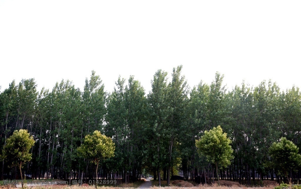 初夏的杨树林 杨树林 树木风景 夏日树林 路边树木 树木树叶 环境绿化 小树林 生物世界