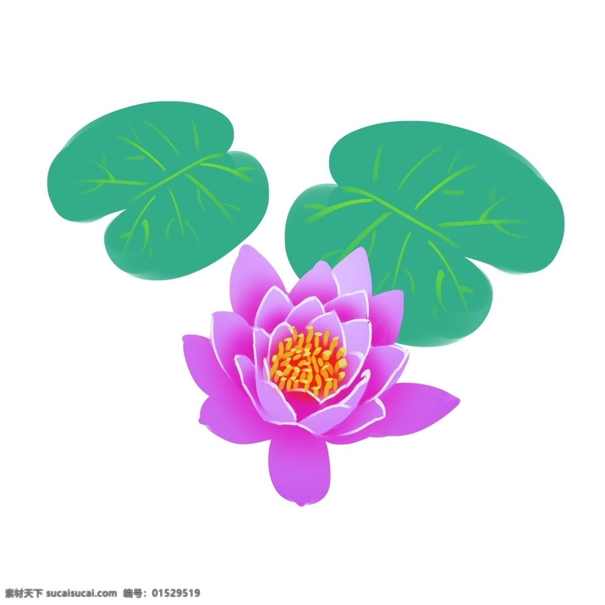 紫色 荷花 荷叶 插画 紫色的荷花 一朵花 植物 绿色荷叶 卡通荷花 花朵 花卉 春天的荷花 娇艳的花朵