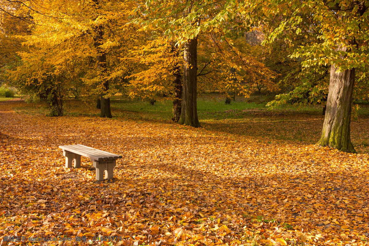 秋天 公园 梧桐树 风景 秋天公园风景 凳子 树叶 黄叶 落叶 秋季美景 美丽景色 风景摄影 自然风景 自然景观 黑色