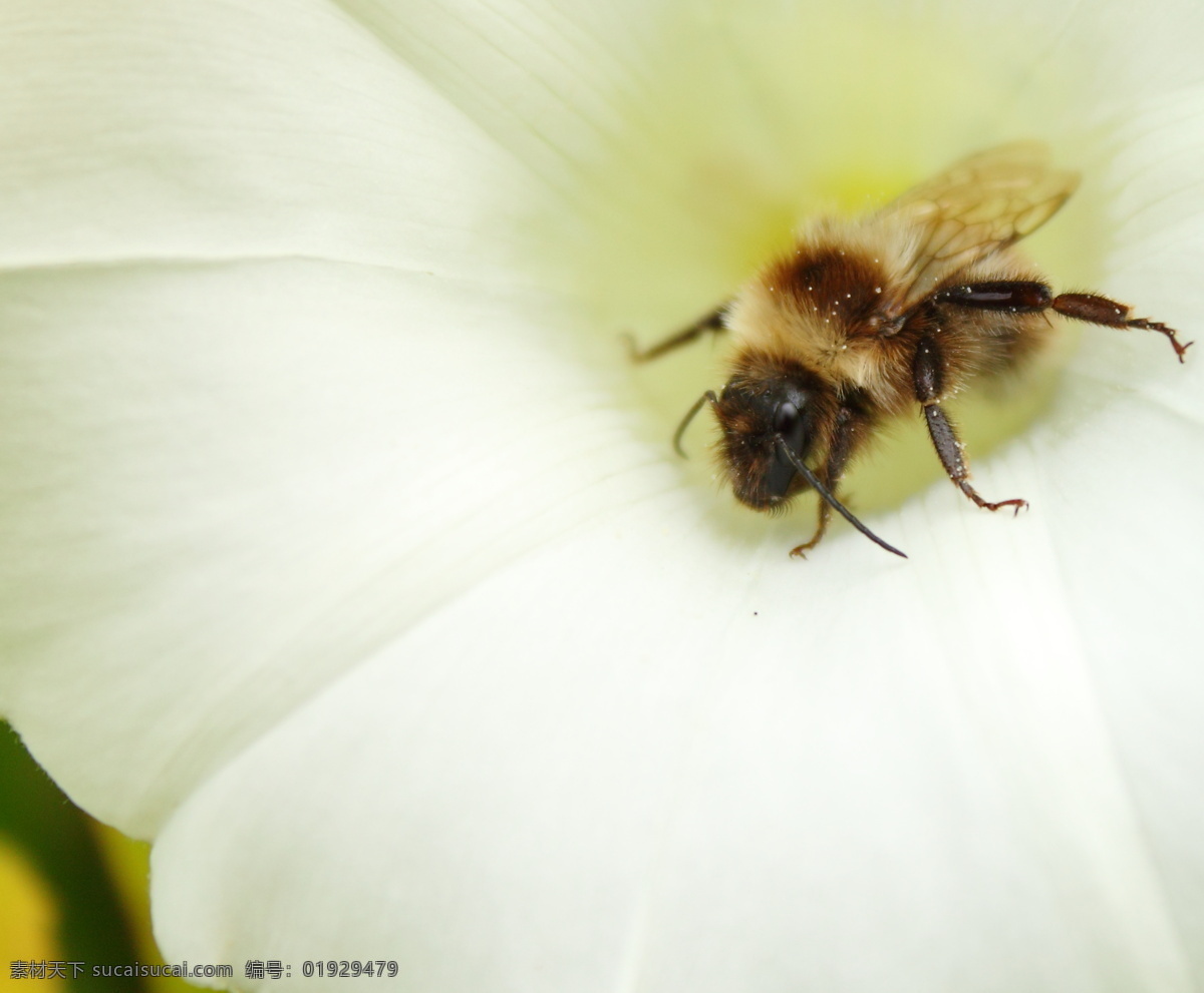 蜜蜂 动物图片 蜂 昆虫 昆虫图片 蜜蜂素材 蜜蜂图片 昆虫摄影 生物世界