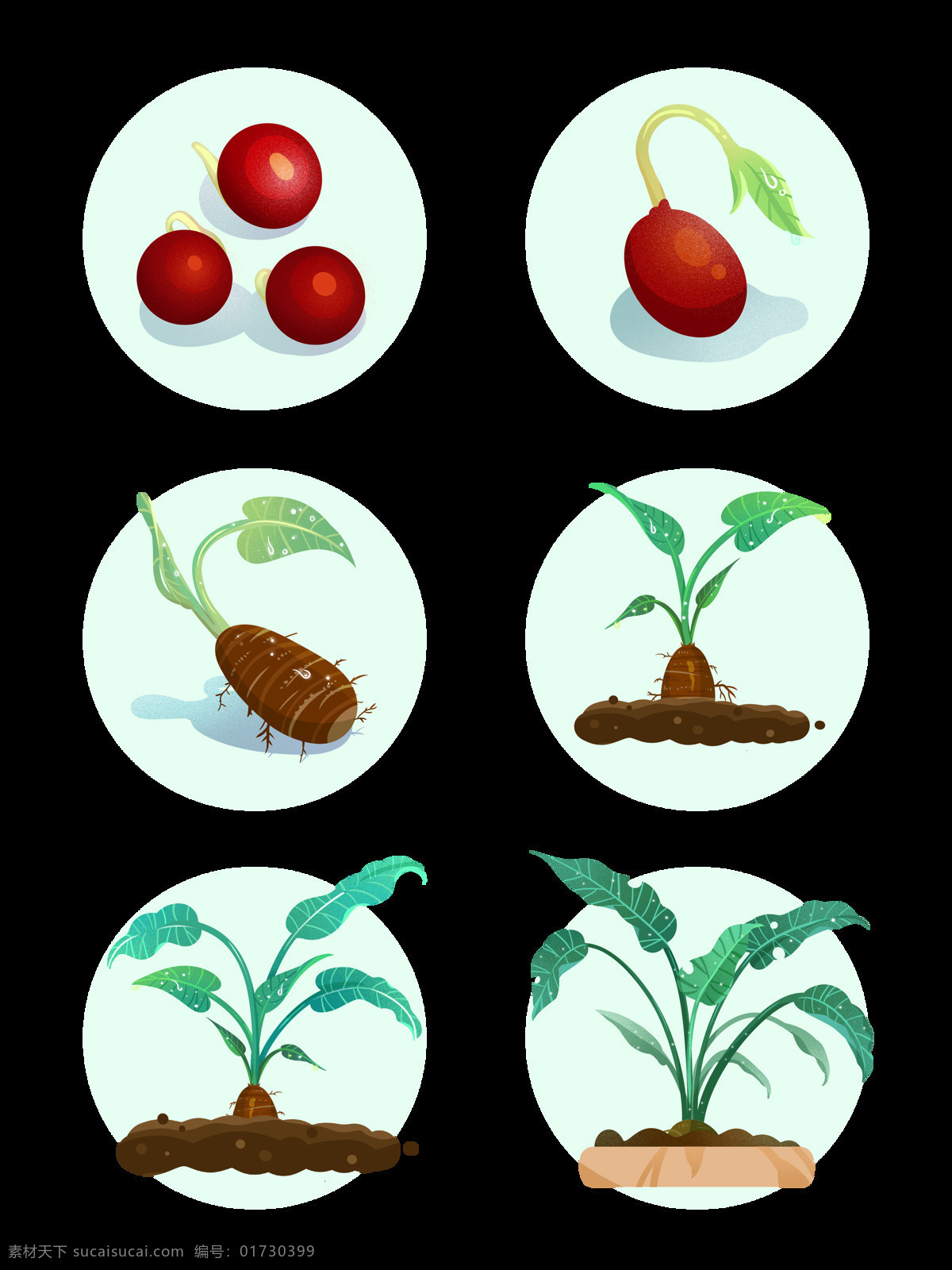 植物 生长 过程 套 图 滴水 观音 种子 萌芽 长大 绿叶 绿色 小清新 元素 生长过程 套图 滴水观音 胚芽 发芽 观赏植物 土壤 种植 设计元素