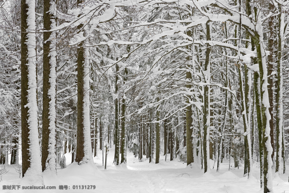 雪地 风景 树林 下雪 冬天 洁白 干净 山水风景 风景图片