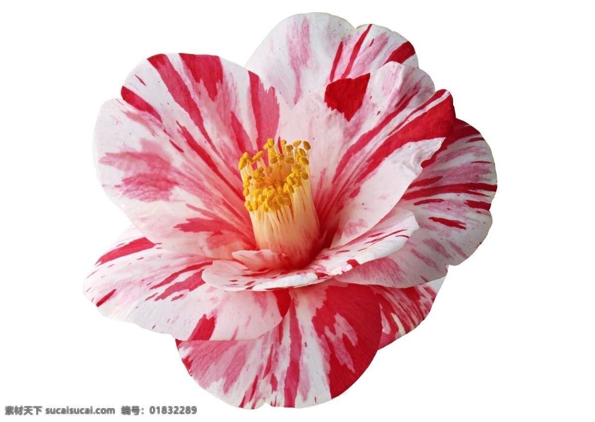 艳丽花朵 海报素材 海报装饰 红色 花 花瓣 花朵 花纹 节日海报 淘宝广告 淘宝海报 装饰素材 广告背景装饰 网店装修 香水广告素材 精油海报装饰 淘宝素材 淘宝促销标签