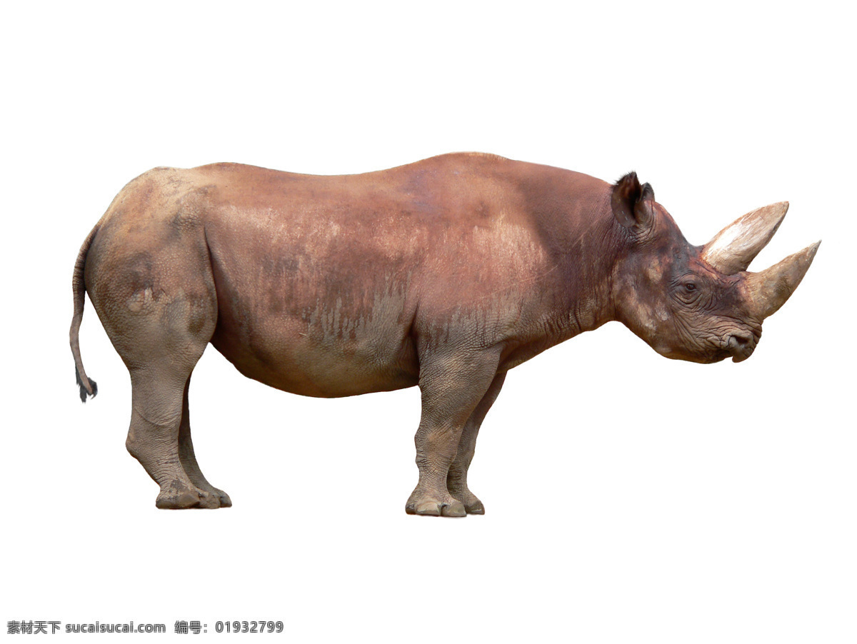 犀牛摄影 动物 动物世界 摄影图 野生动物 犀牛 陆地动物 生物世界 白色