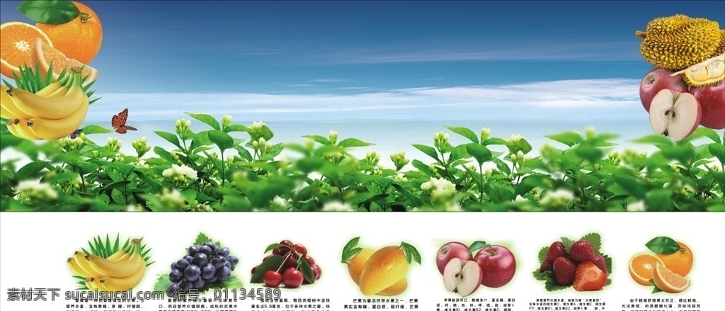 水果图片 水果海报 茉莉花 苹果 香蕉 芒果 葡萄 展板模板