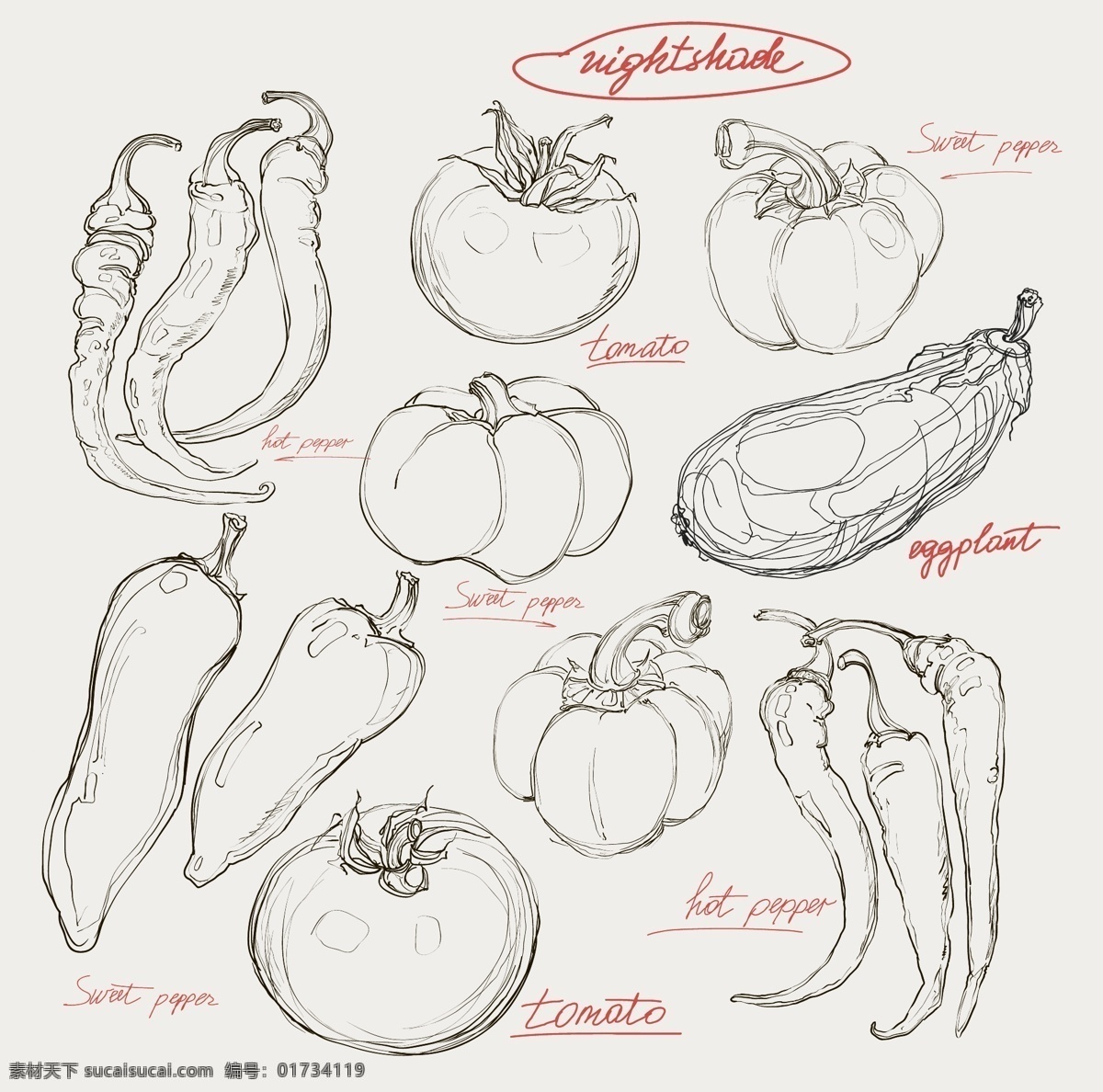 手绘蔬菜 手绘 素描 蔬菜 辣椒 南瓜 白色