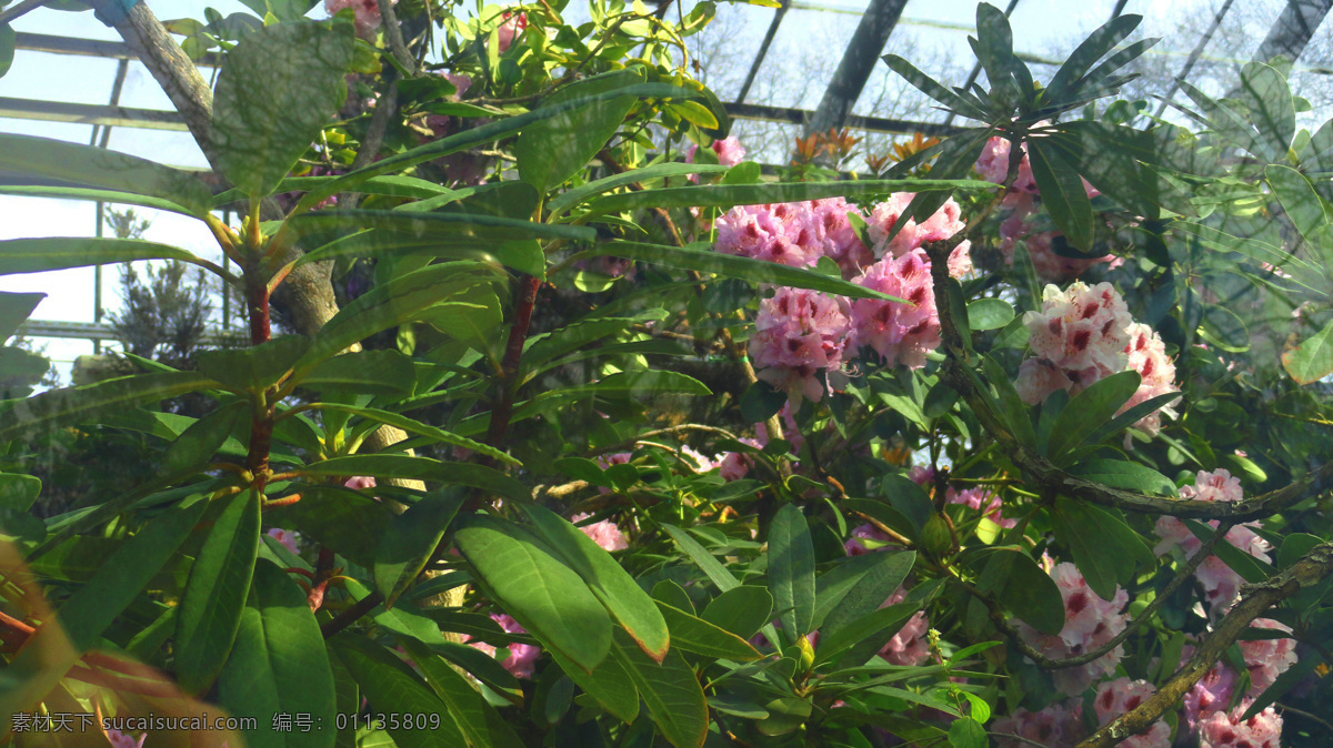 绿色 树木 上 鲜花 花朵 花卉 植物 自然环境 绿化 花草树木 生物世界