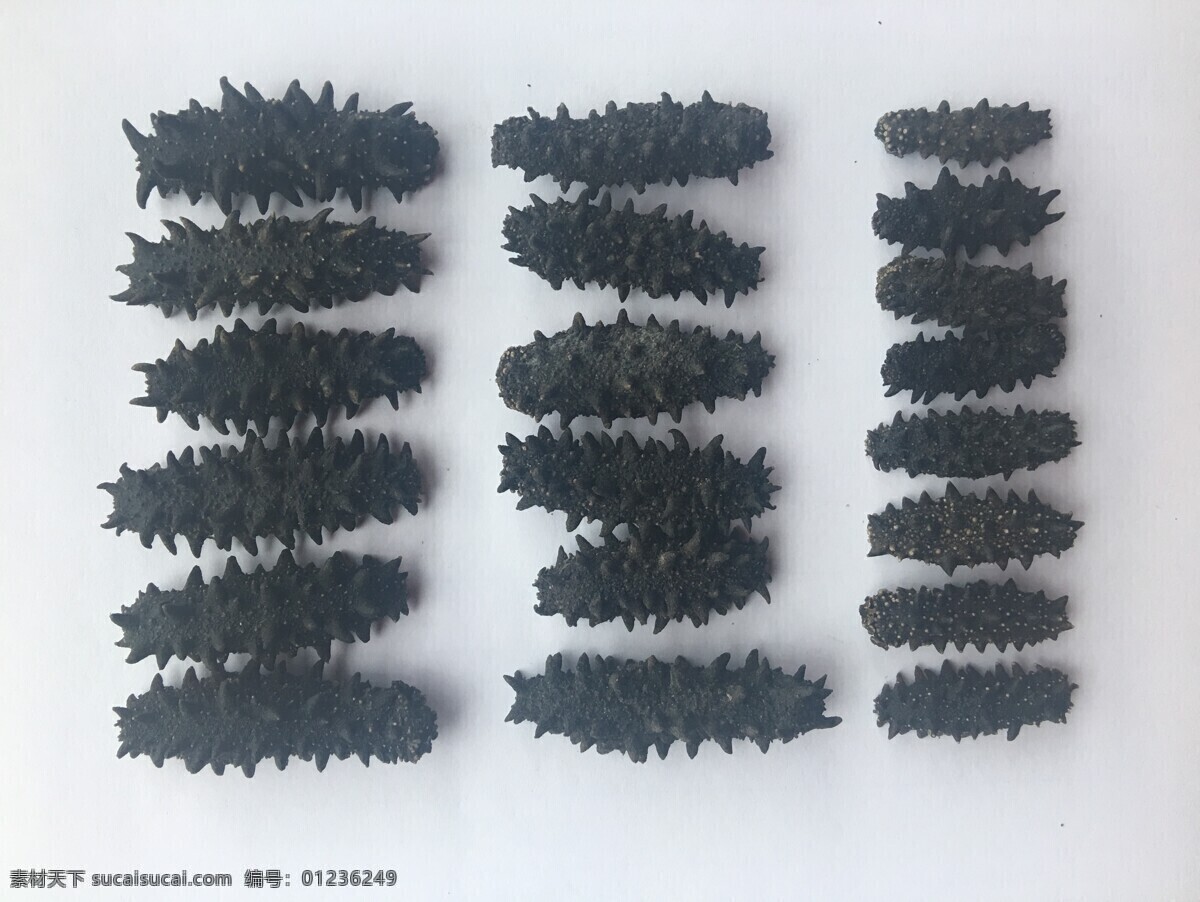 海参 辽参 刺参 参 海产 生物世界 海洋生物