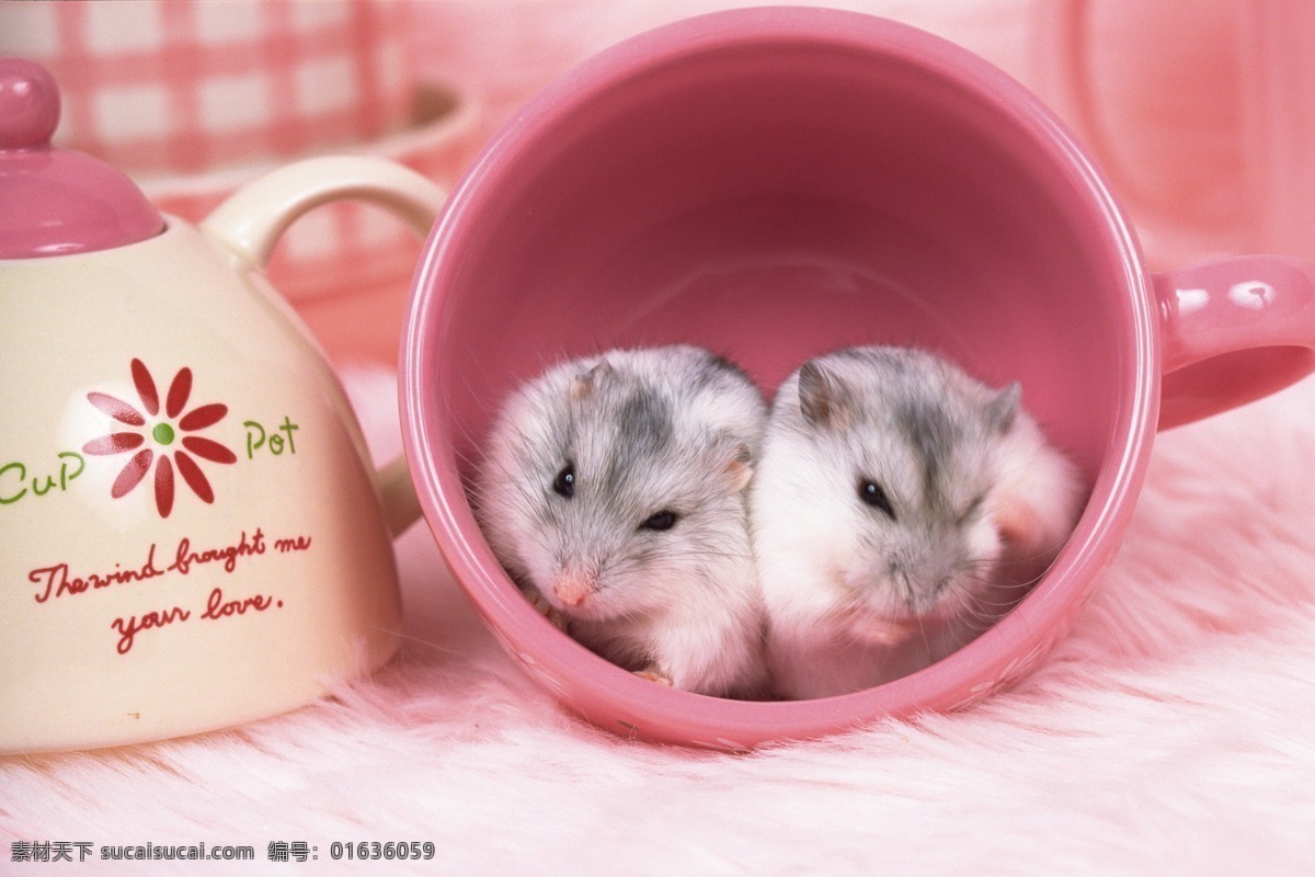 老鼠 摄影图库 生物世界 野生动物 杯子 里 两 只 宠物 鼠 宠物鼠 动物情侣
