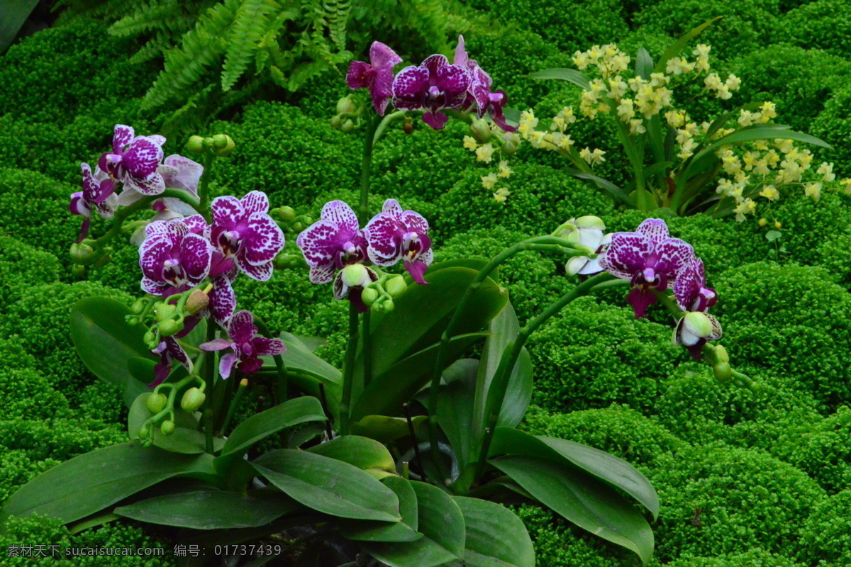 蝶兰 兰花 洋兰 热带兰 洋兰王后 花卉 花朵 花瓣 花心 花儿 绿化景观 植物 蝴蝶兰兰花 生物世界 花草