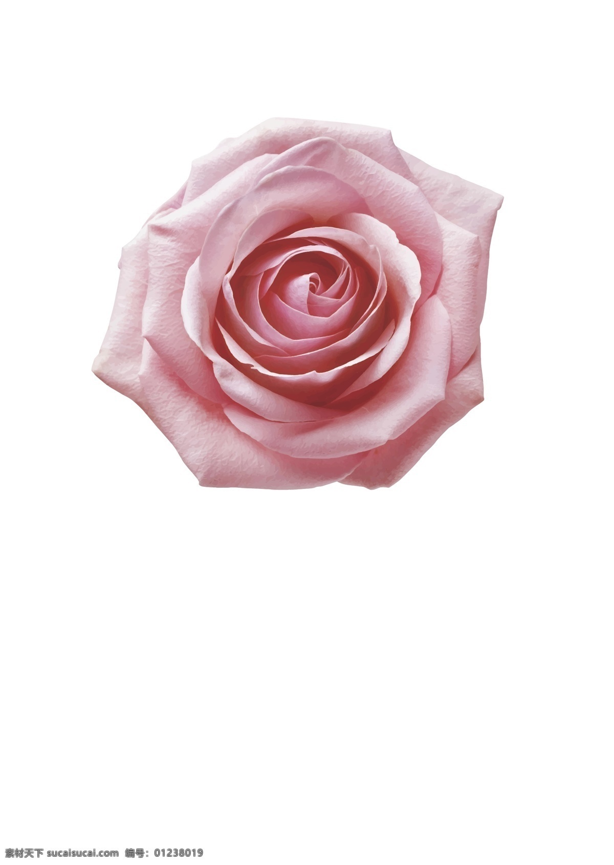 玫瑰 粉色玫瑰花 矢量 源文件 玫瑰花 花朵 植物 花卉 护肤 矢量源文件 生物世界 花草