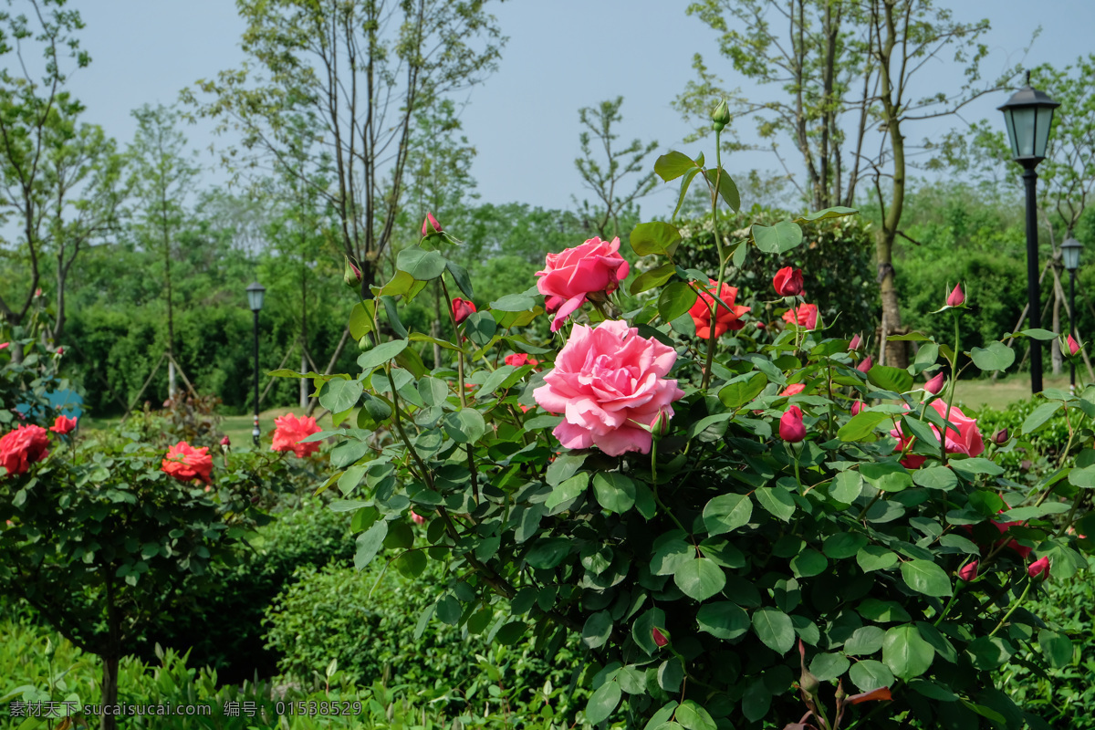 红玫瑰 玫瑰花 黄玫瑰 玫瑰树 大朵玫瑰花 玫瑰花园 景观玫瑰园 玫瑰园 花园 生物世界 花草