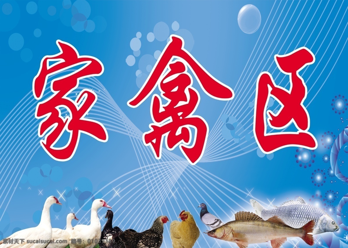家禽区 鸡 鸭子 鲈鱼 气泡 蓝色 鸽子 鲤鱼 广告设计模板 源文件