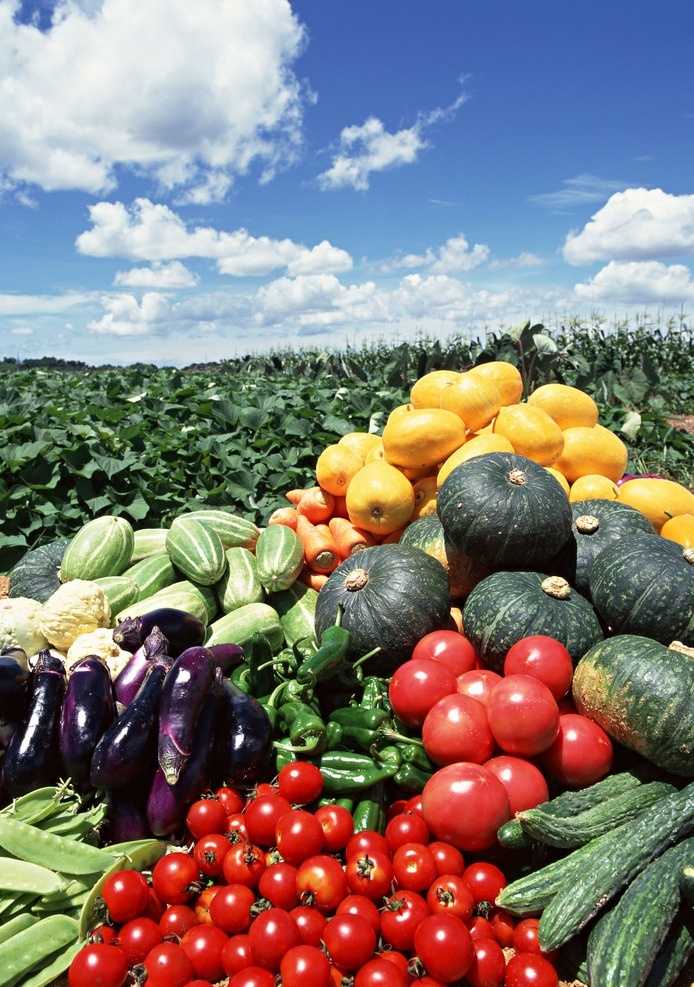 丰收的蔬菜 西红柿 南瓜 豆角 茄子 青椒 玉米 蔬菜 有机蔬菜 绿色蔬菜 农产品 农作物 食物 食材 菜篮子 蔬菜摄影 生物世界