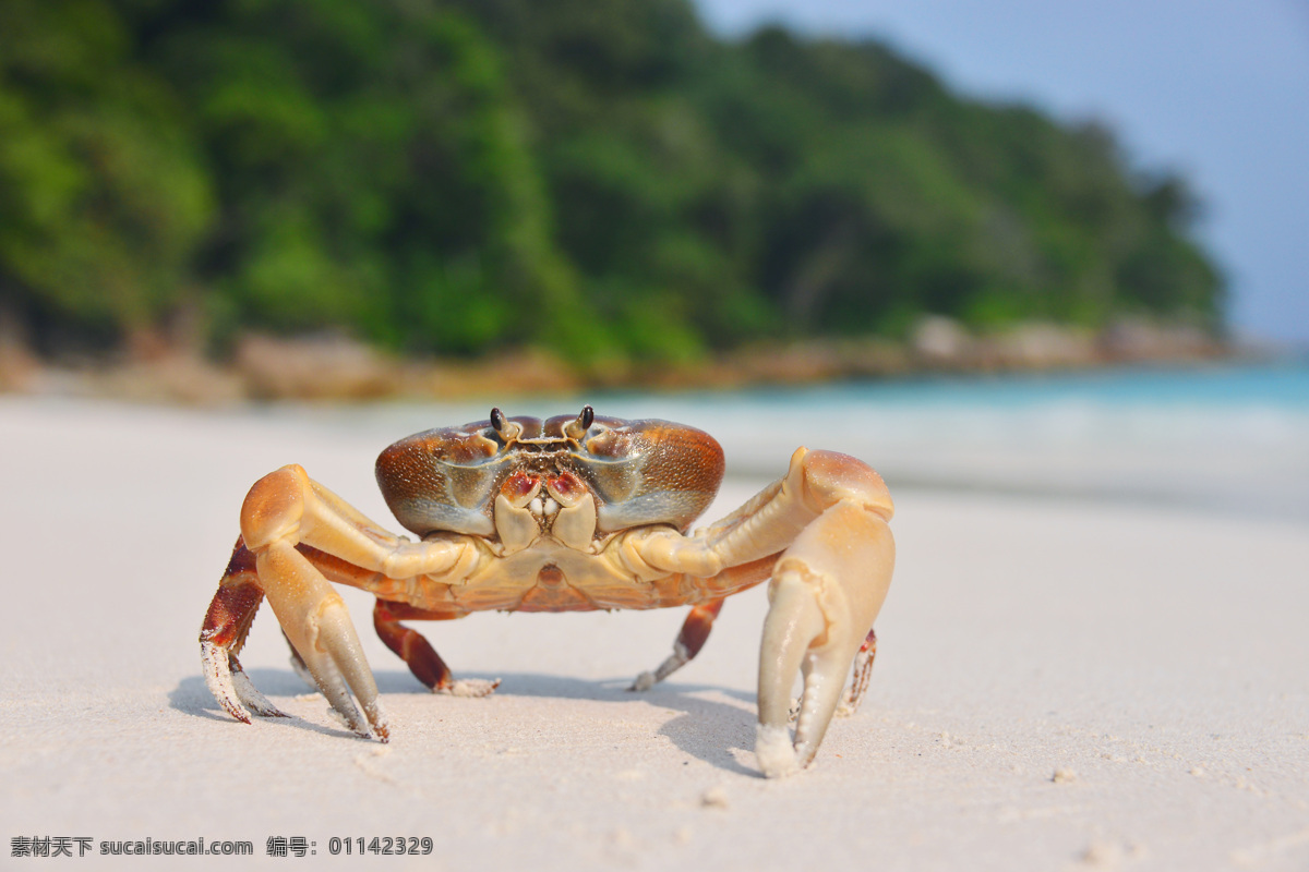 沙滩 上 螃蟹 海洋生物 海底动物 生物世界 水中生物