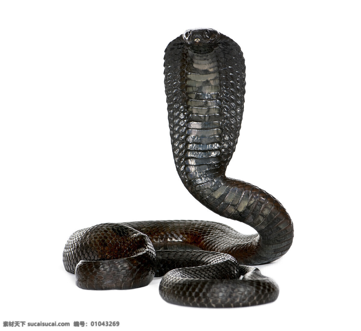 眼镜蛇 动物世界 动物摄影 野生动物 陆地动物 蛇 生物世界