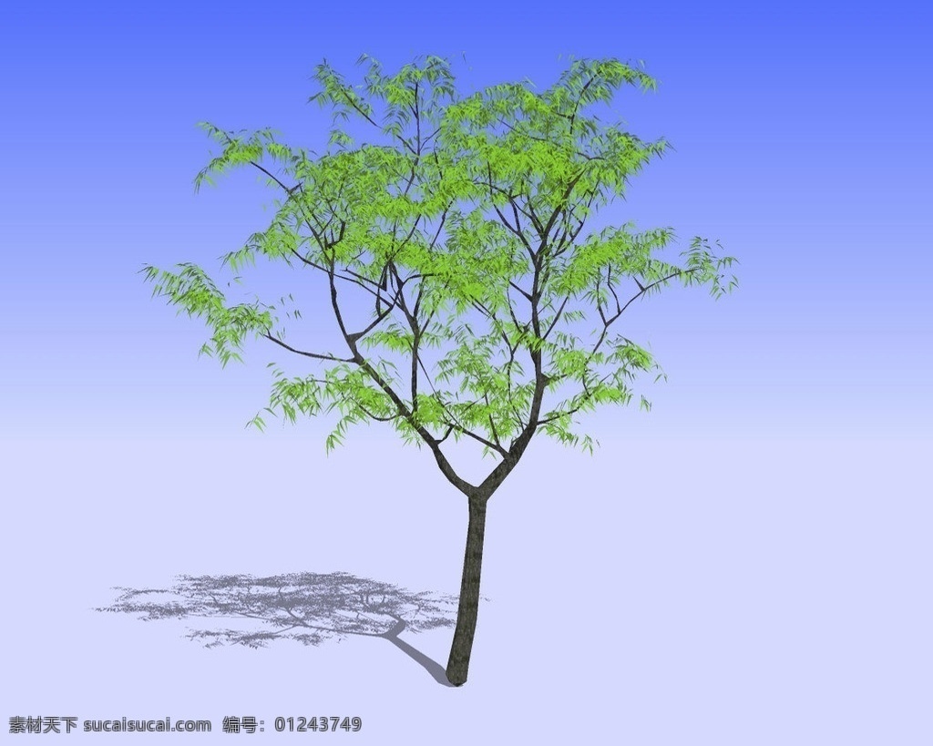 杂 树 精细 3d 模型 树木 树干 树枝 树叶 绿叶 三维 立体 skp模型 poss 造型 精模 3d模型精选 其他模型 3d设计模型 源文件 skp