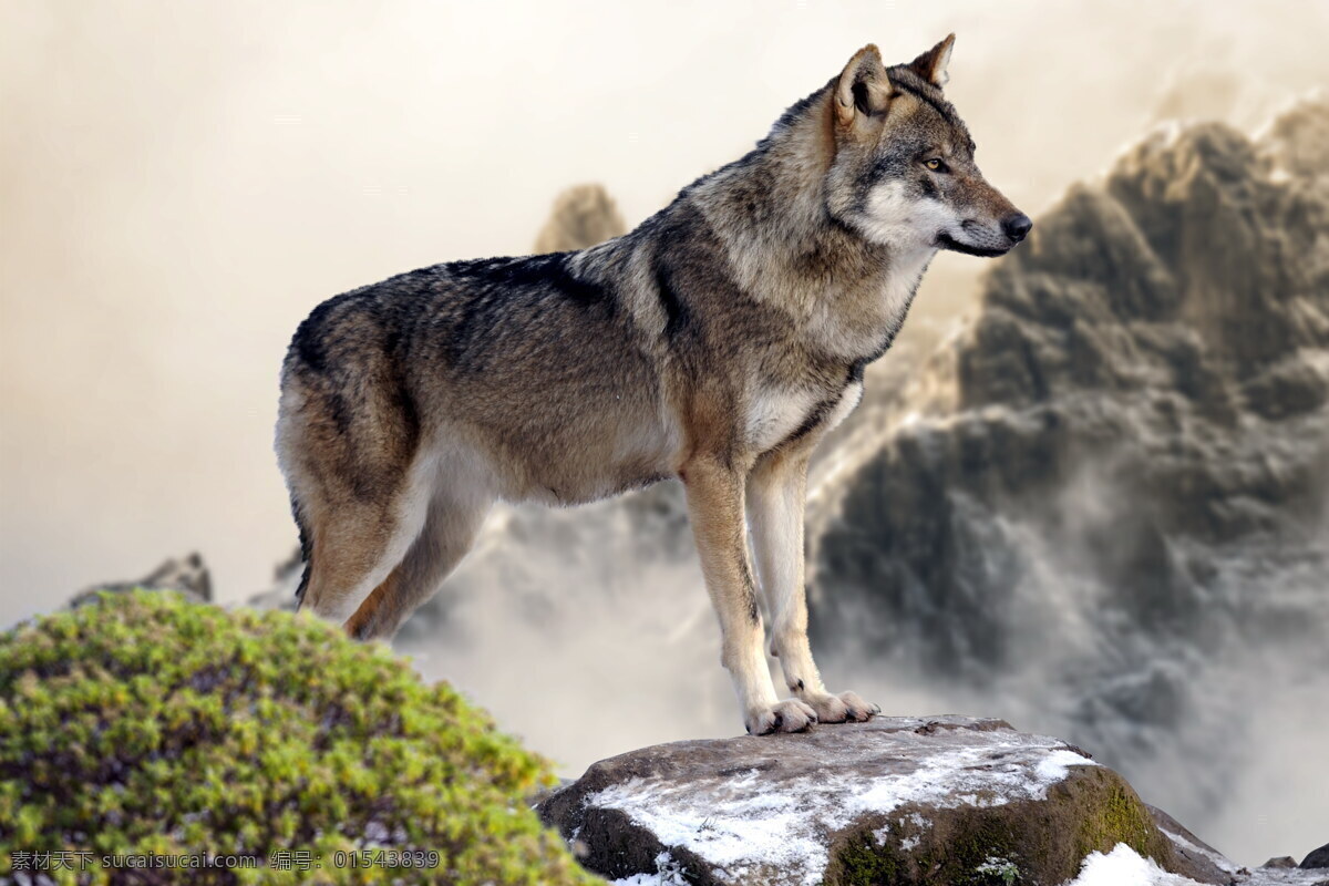只有 气势 狼 有气势 凶猛 野生动物 食肉动物 野生 哺乳 动物 生物世界 动物世界