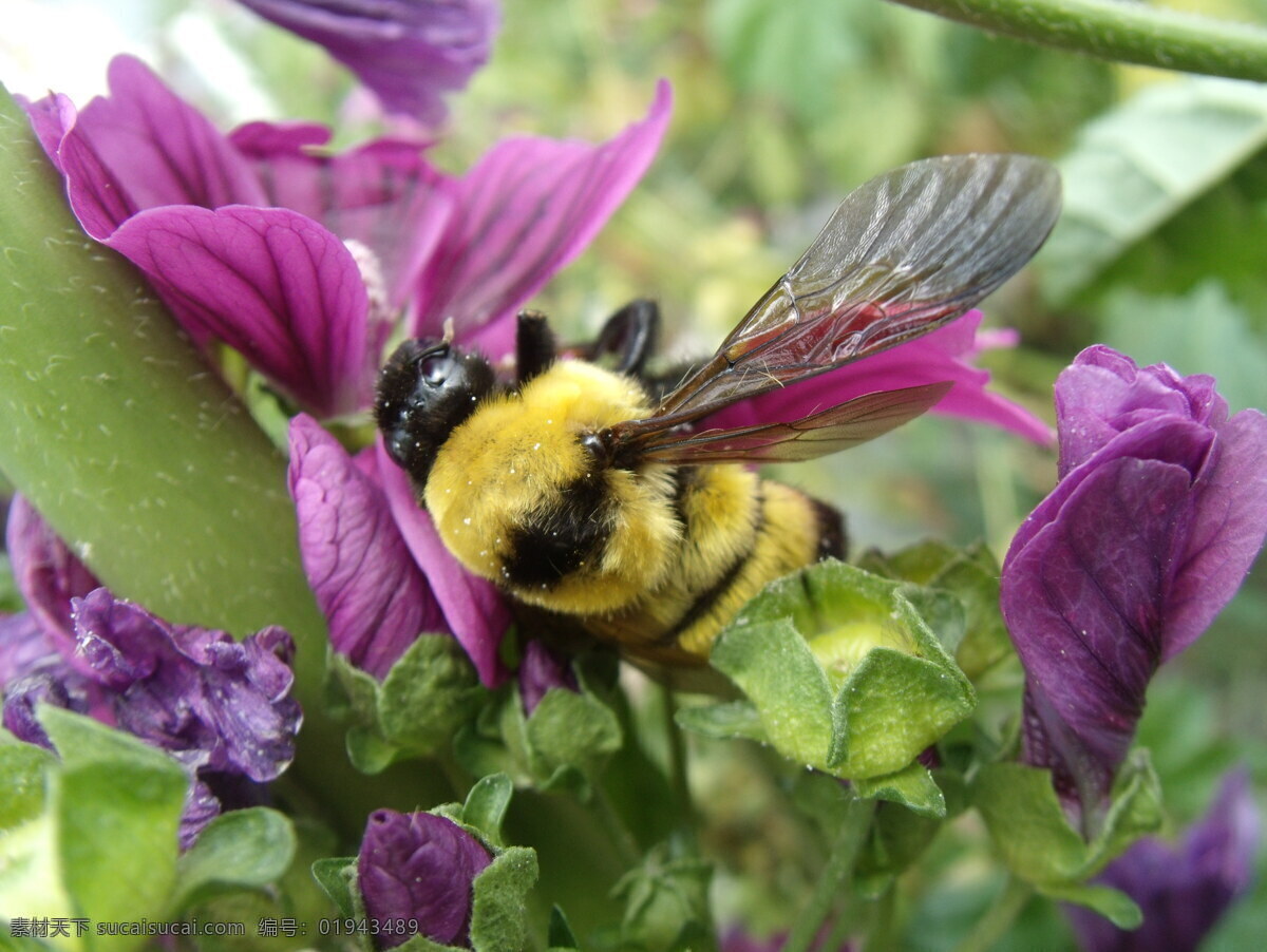 蜜蜂 蜂蜜 昆虫 生物世界 采蜜 大蜜蜂 黄蜂