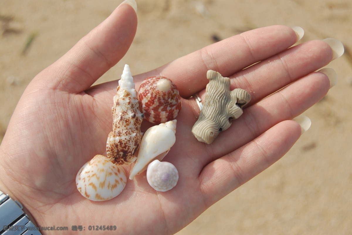 贝壳 珊瑚礁 海滩 沙滩 海螺 巴厘岛沙滩 手 爱护自然 扇贝 手里的贝壳 生物世界 海洋生物