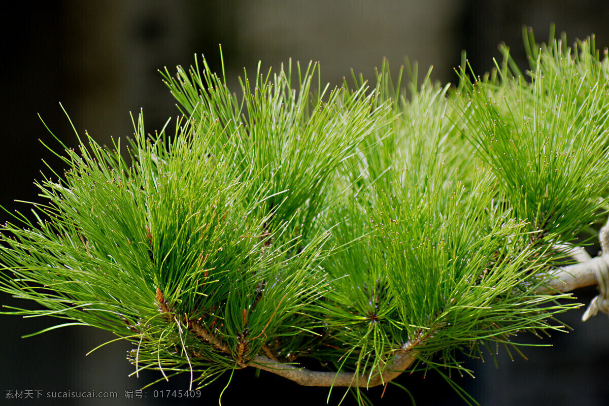 松 松枝 松树 盆景 树木 植物 生物世界 树木树叶