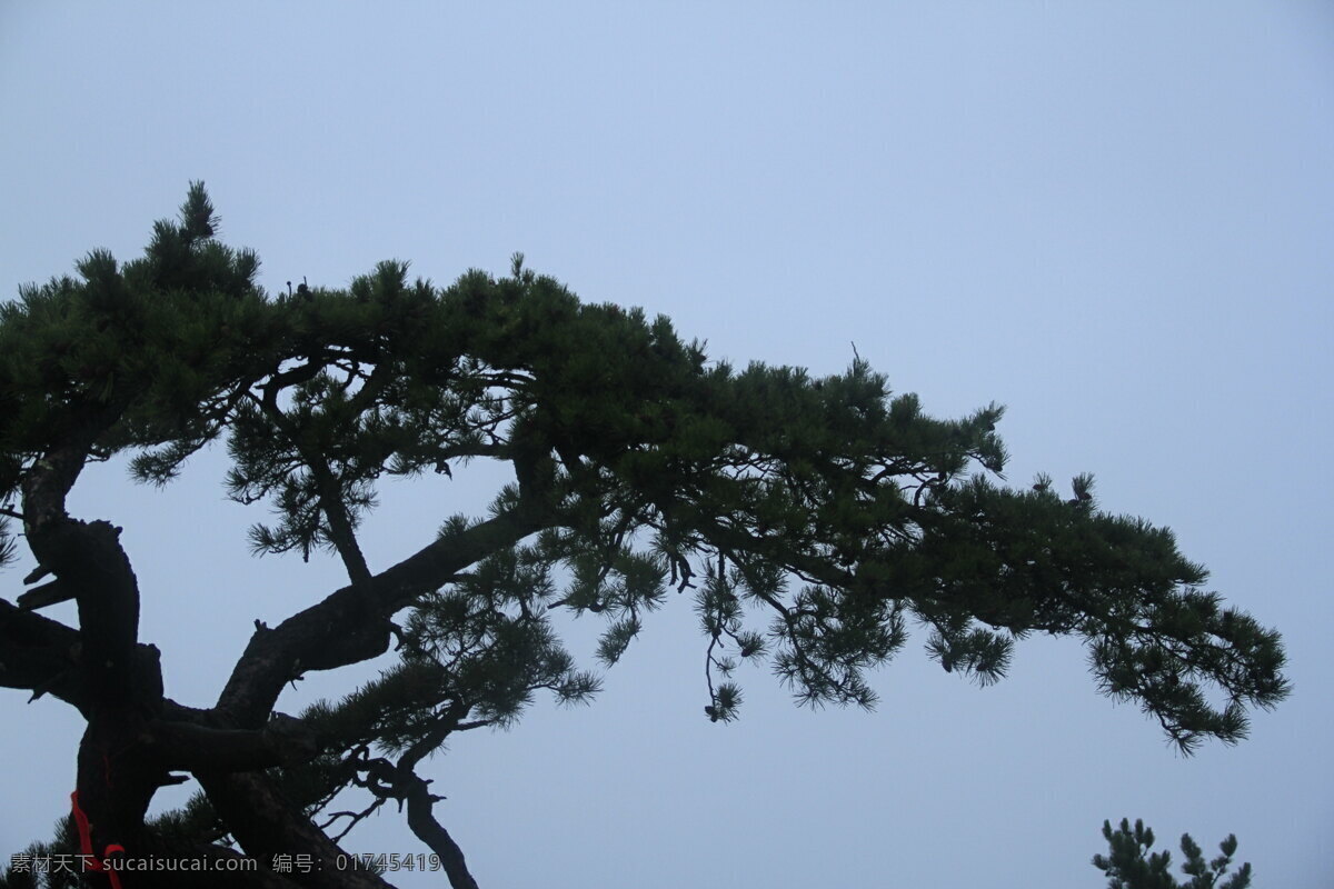 迎客松 松树 华山松 不老松 松 生物世界 树木树叶