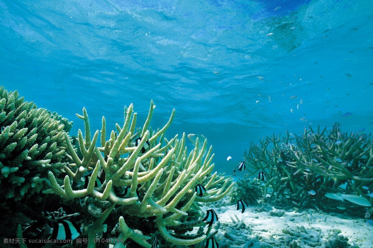 高清海洋珊瑚 高清 蓝色 珊瑚 青色 天蓝色