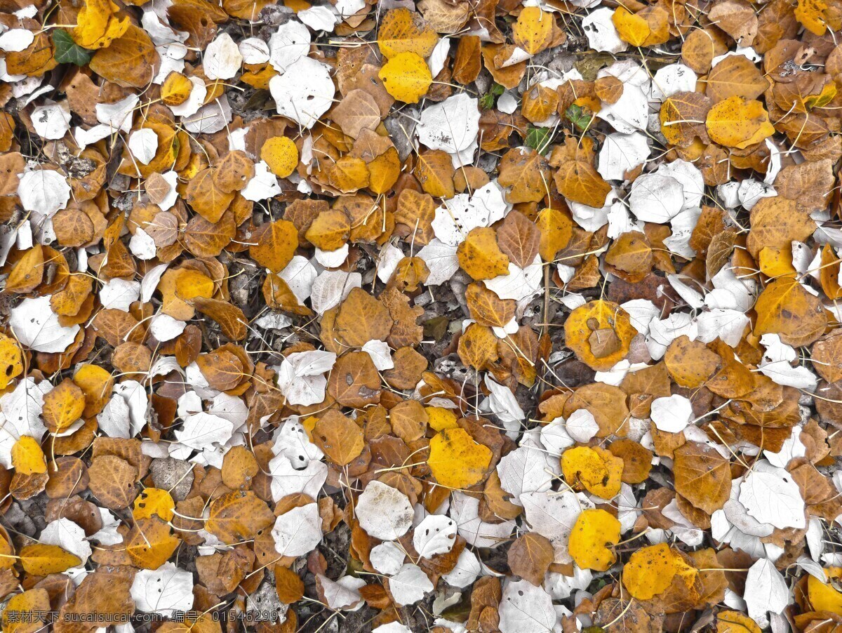 叶 杨树 地毯叶 秋 秋天的树叶 落叶 棕色