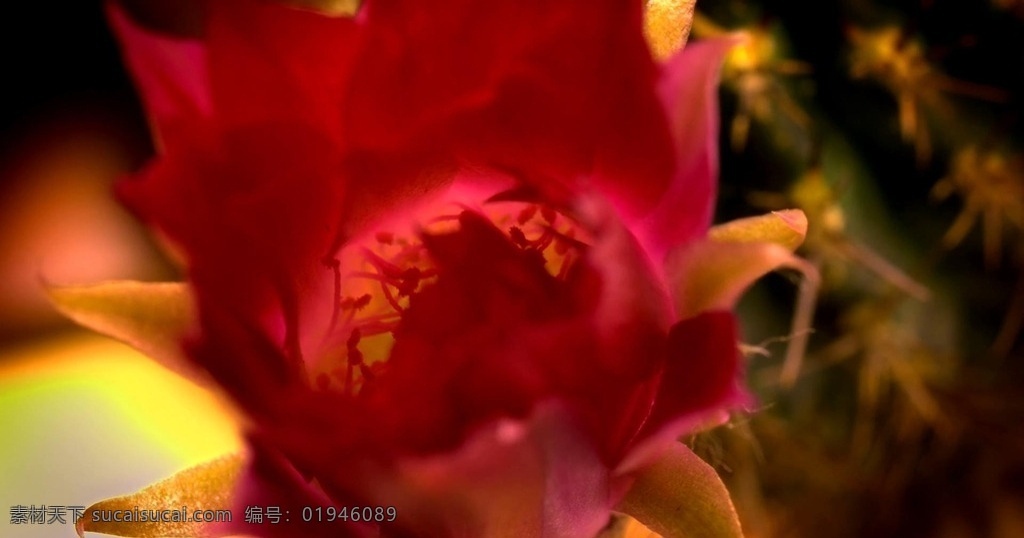 花朵开放 花 植物生长 花朵 花开放 花生长 植物 多媒体 实拍视频 动物植物 mov