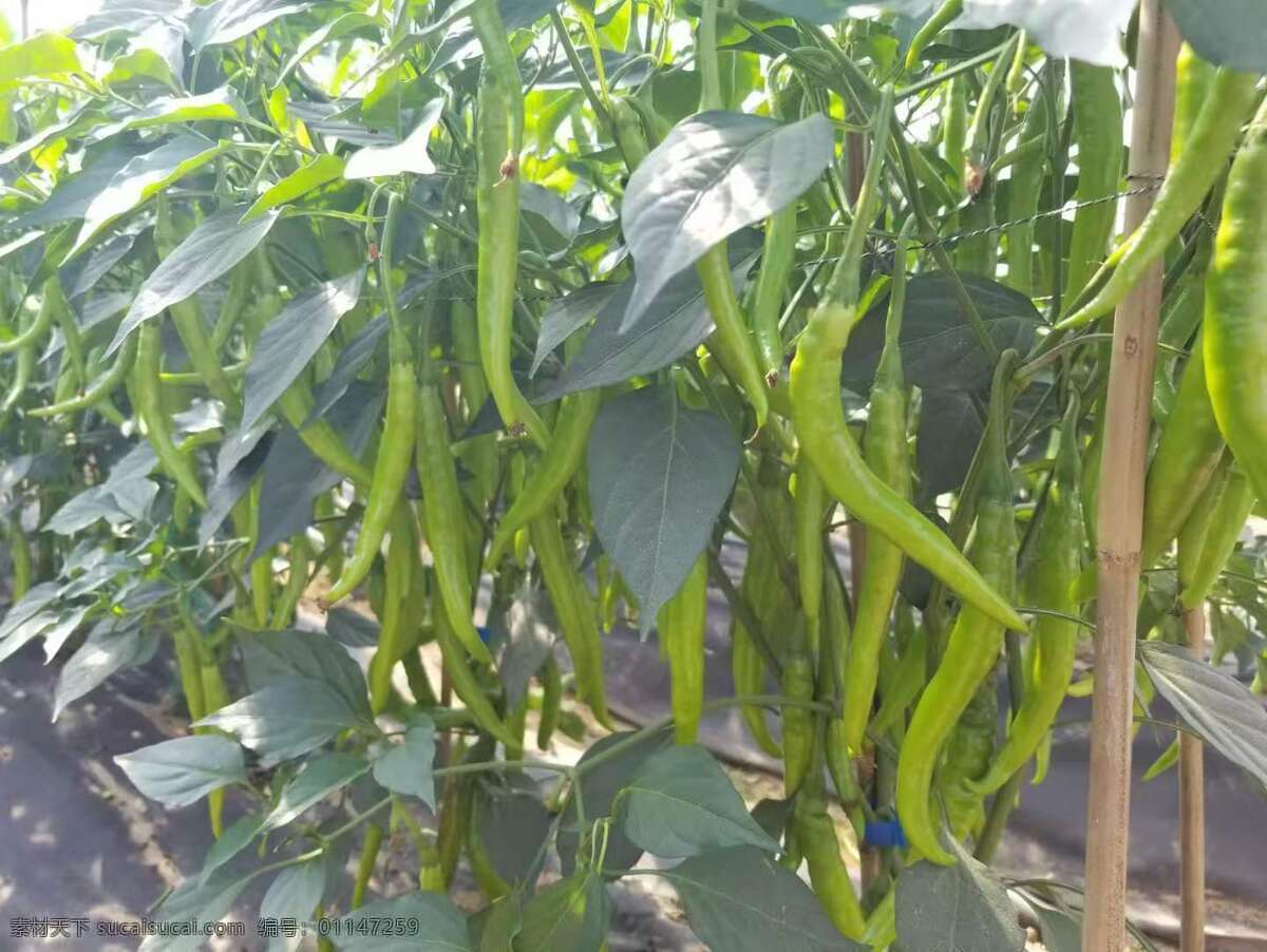 辣椒图片 大棚 蔬菜 辣椒 丰收 菜农 生活百科 生活素材