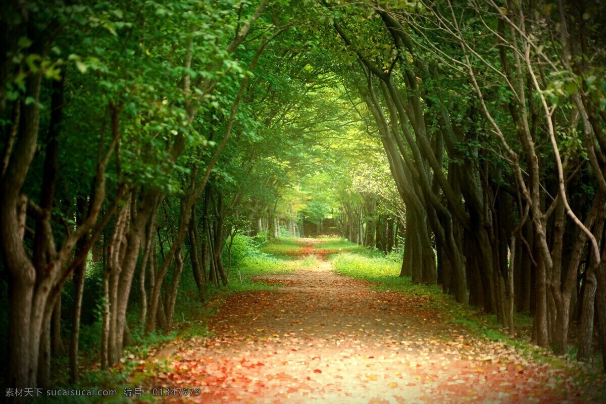 林间小道 林间 道路 小路 小道 树木 绿色 自然 自然景观 自然风景