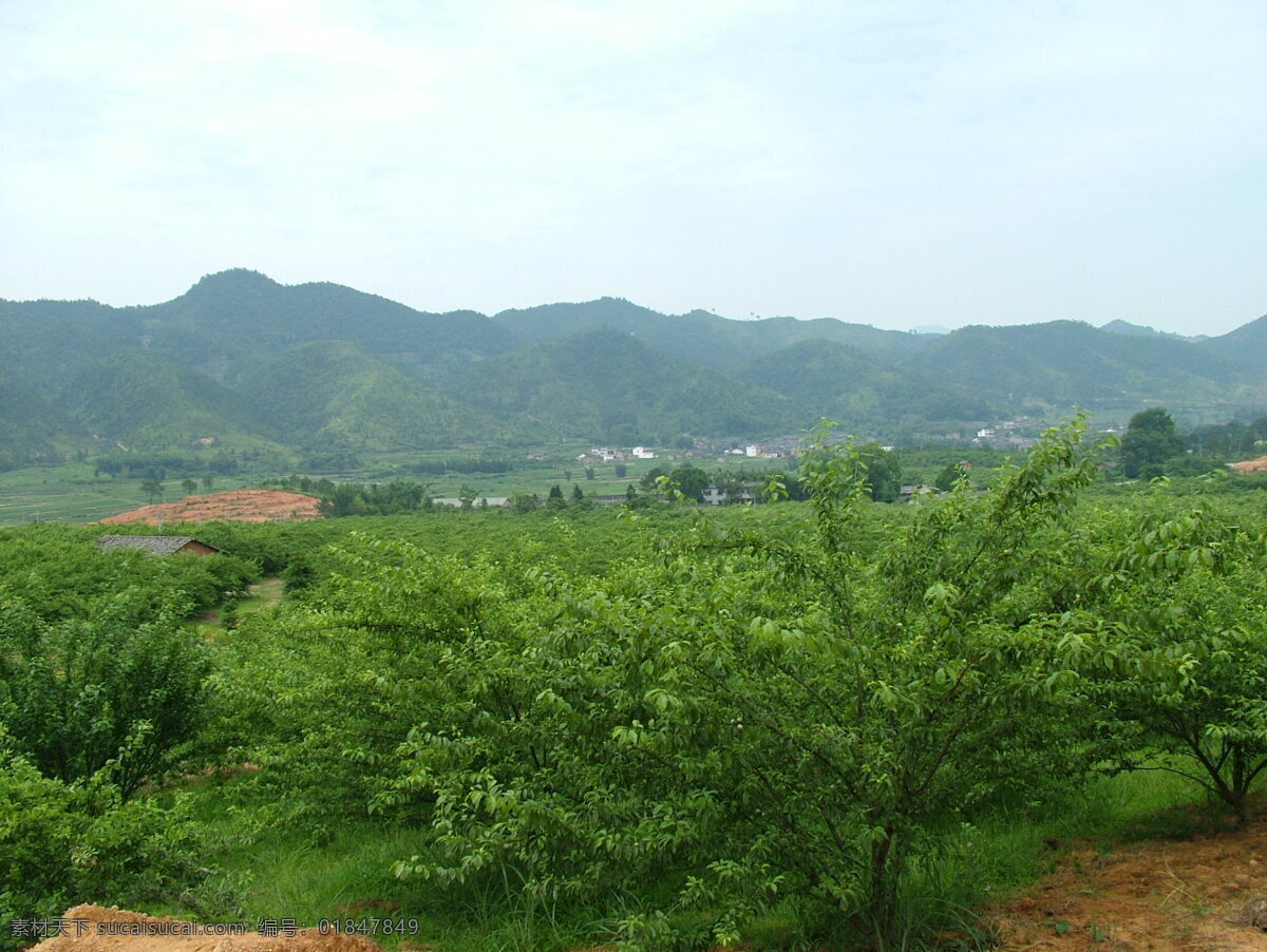 李子树 李子 树 作 背景 生物世界 树木树叶 摄影图库